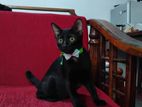 Cat for Kind Home