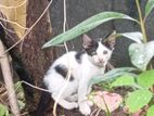 Male Kitten for Kind Home