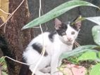 Kitten for Kind Home