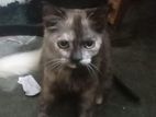 Cats for Kind Home