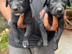 Puppies for Kind Home