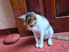 Cat for Kind Home