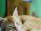 Kitten for Kind Home