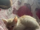 Kitten for A Kind Home