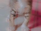 Cat For Kind Home