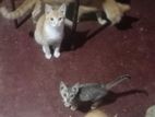 Cat for Kind Home