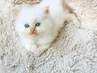 Cat for Kind Home