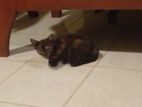 Kittens for Kind Home