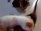 Kittens for Kind Home