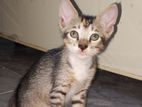 Cat for Kind Home