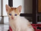 Cat for Kind Home