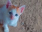 Cats for Kind Home