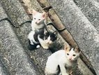 Cats for Kind Home