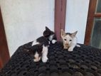 Kittens for Kind Home