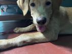 Dog for Kind Home