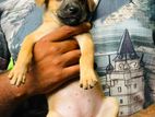 Dog for Kind Home