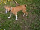 Dog for Kind Home