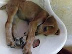Dog for Kind Home
