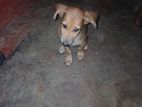 Dog for Kind Home