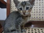Kitten for a Kind Home