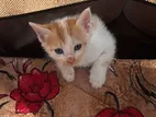 Kitten for Kind Home