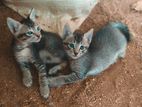 Cat for Kind Home