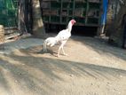 White Chicken