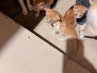 Kittens for Kind Home