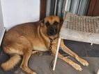 German Shepherd Dog for Kind Home