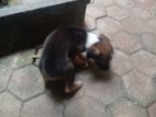 Puppy for Kind Home