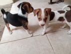 Puppy for Kind Home