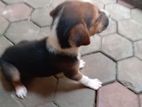 Dog Puppy for Kind Home
