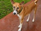 Dog for Kind Home