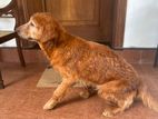 Golden Retriever Female for Kind Home