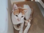 Cat for A Kind Home