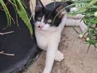 Kitten for Kind Home