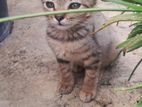 Kitten for Kind Home