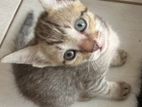Kitten Adoption