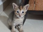 Kitten for a Kind Home