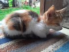Kitten For Kind Home