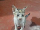 Kittens for Kind Home