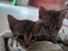 Kittens for Kind Home