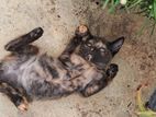 Kitten for Kind Home