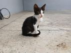 Free Kitten to Kind Home