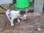 Kittens for Kind Home