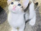 Kitten for kind Home