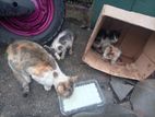 Cats for Kind Home