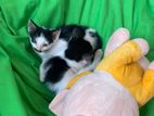 Kittens for Kind Home