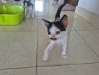 kittens for kind home
