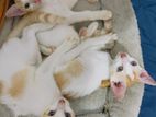 Kittens for Kind Home